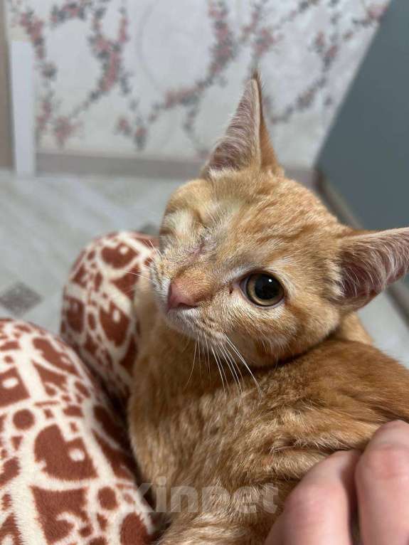 Кошки в Москве: рыжий котенок Солнышко ищет дом Мальчик, 10 руб. - фото 6