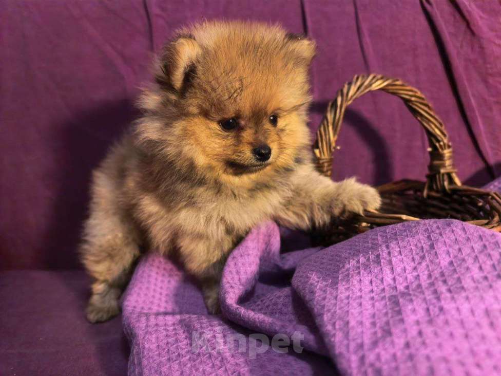 Собаки в Санкт-Петербурге: Щенок померанского шпица Мальчик, 25 000 руб. - фото 1