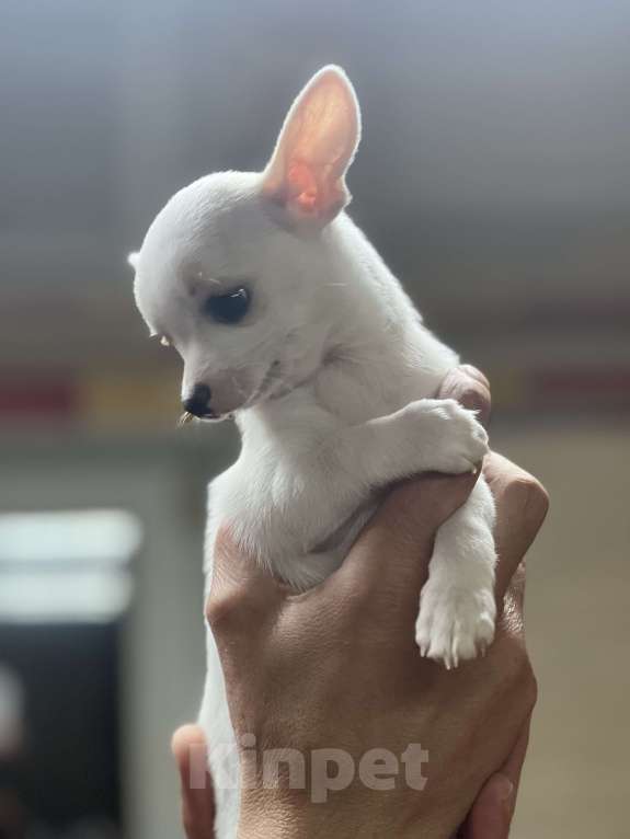 Собаки в Лабинске: Девочка Девочка, Бесплатно - фото 3