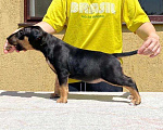 Собаки в Краснодаре: Щенок стандартного бультерьера (РКФ/FCI) Девочка, Бесплатно - фото 2