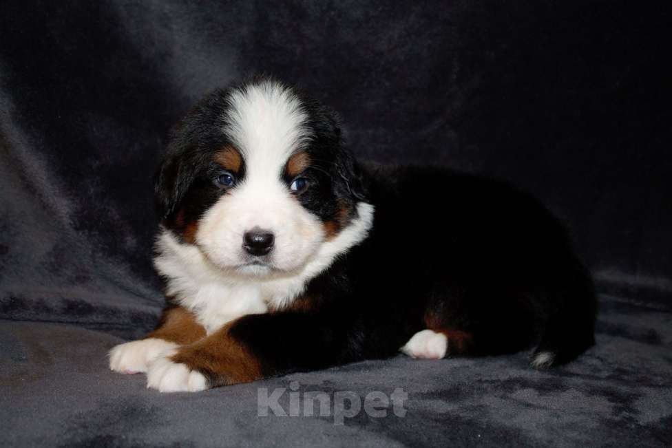 Собаки в других городах Московской области: Бернский зенненхунд Мальчик, 110 000 руб. - фото 5