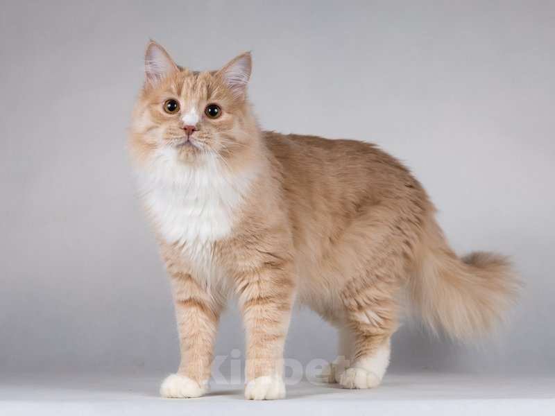 Кошки в Москве: Мурчик - самый ласковый, дружелюбный и контактный котик.  Мальчик, Бесплатно - фото 8