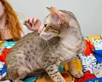 Кошки в Перми: Ориентальный котенок  Мальчик, 65 000 руб. - фото 2