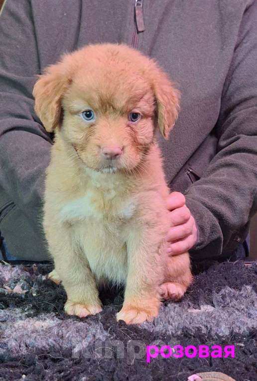 Собаки в Екатеринбурге: Новошотландский ретривер Девочка, 80 000 руб. - фото 3