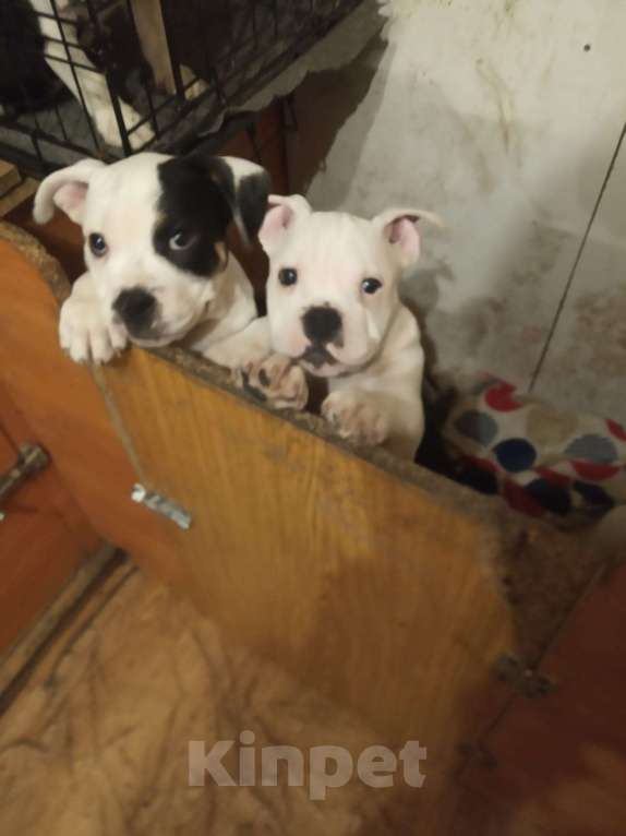 Собаки в Краснодаре: Щенок кане-корсо Девочка, 35 000 руб. - фото 2