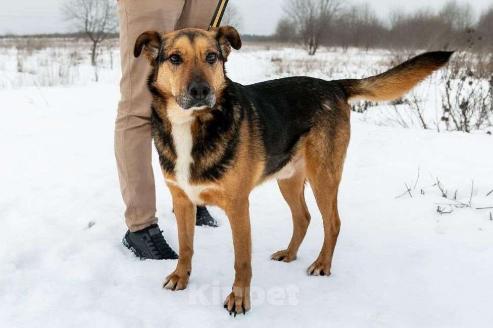 Собаки в Москве: Удивительно красивые и такие грустные глаза...Рио. Мальчик, Бесплатно - фото 4