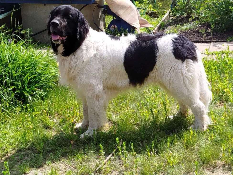 Собаки в других городах Московской области: Щенки Ландсира Девочка, Бесплатно - фото 1