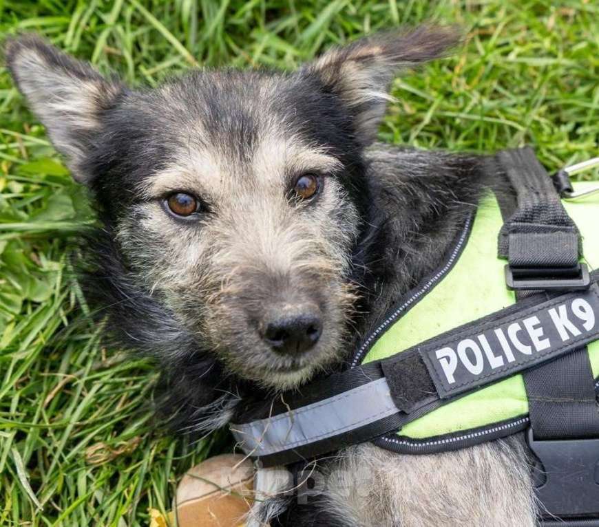 Собаки в Химках: Бруно ищет дом Мальчик, Бесплатно - фото 6