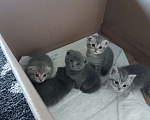 Кошки в Воронеже: Продаю чистокровных шотландских котят Мальчик, 3 000 руб. - фото 1