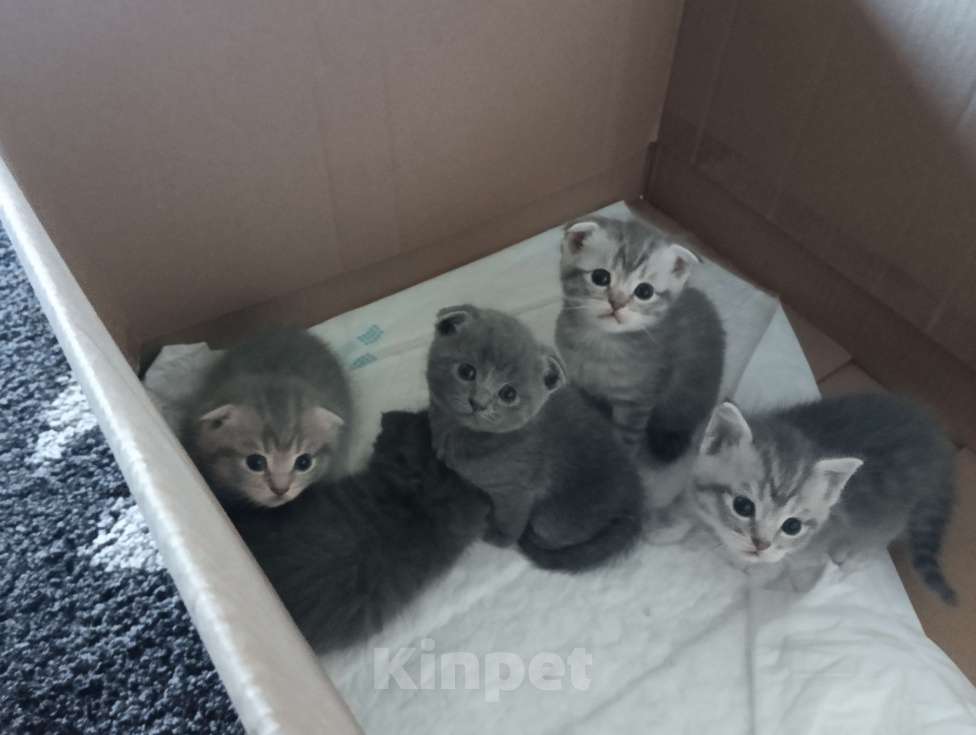 Кошки в Воронеже: Продаю чистокровных шотландских котят Мальчик, 3 000 руб. - фото 1
