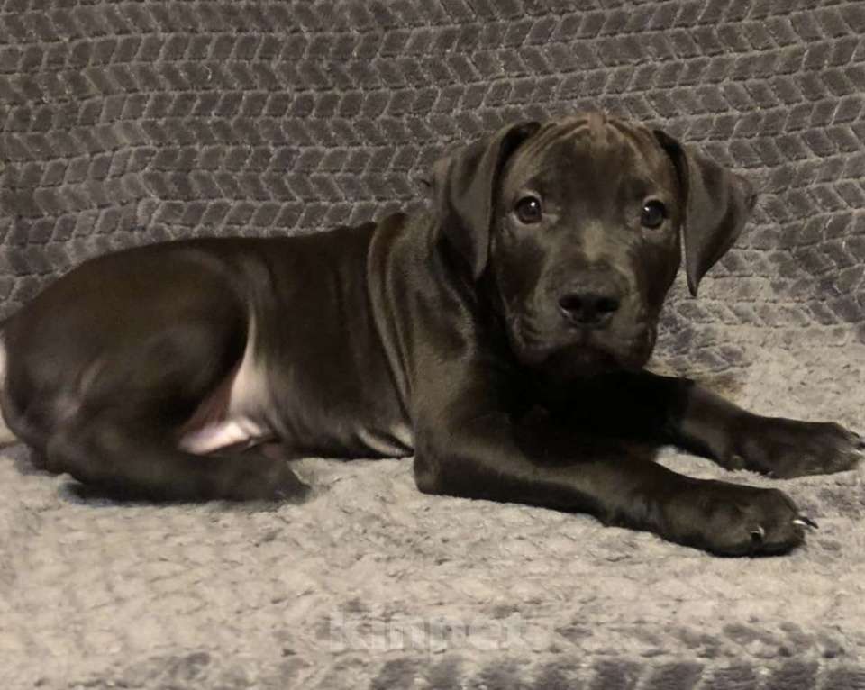 Собаки в Новосибирске: Щенок американского питбультерьера  Мальчик, 35 000 руб. - фото 3