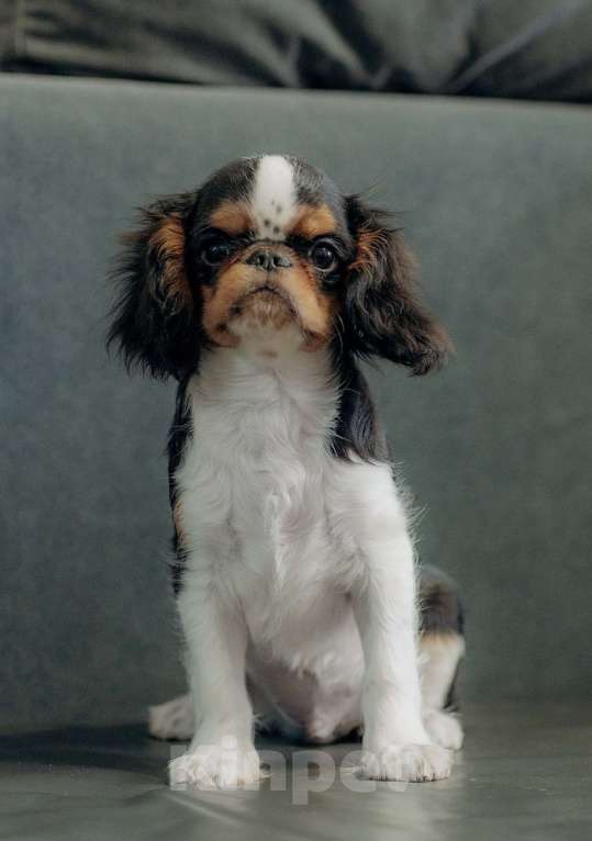 Собаки в Екатеринбурге: Щенки самой лучшей породы Мальчик, 35 000 руб. - фото 1