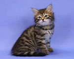 Кошки в Ливны: Сибирские котята классического окраса, 40 000 руб. - фото 2