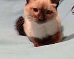 Кошки в Ливны: Тайский котик, 3 000 руб. - фото 5