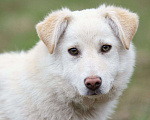 Собаки в Москве: Снежа - нежный и белоснежные щенок в дар Девочка, 100 руб. - фото 2