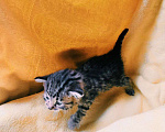 Кошки в Старом Купавне: Котенок Шпрота Девочка, 2 руб. - фото 6