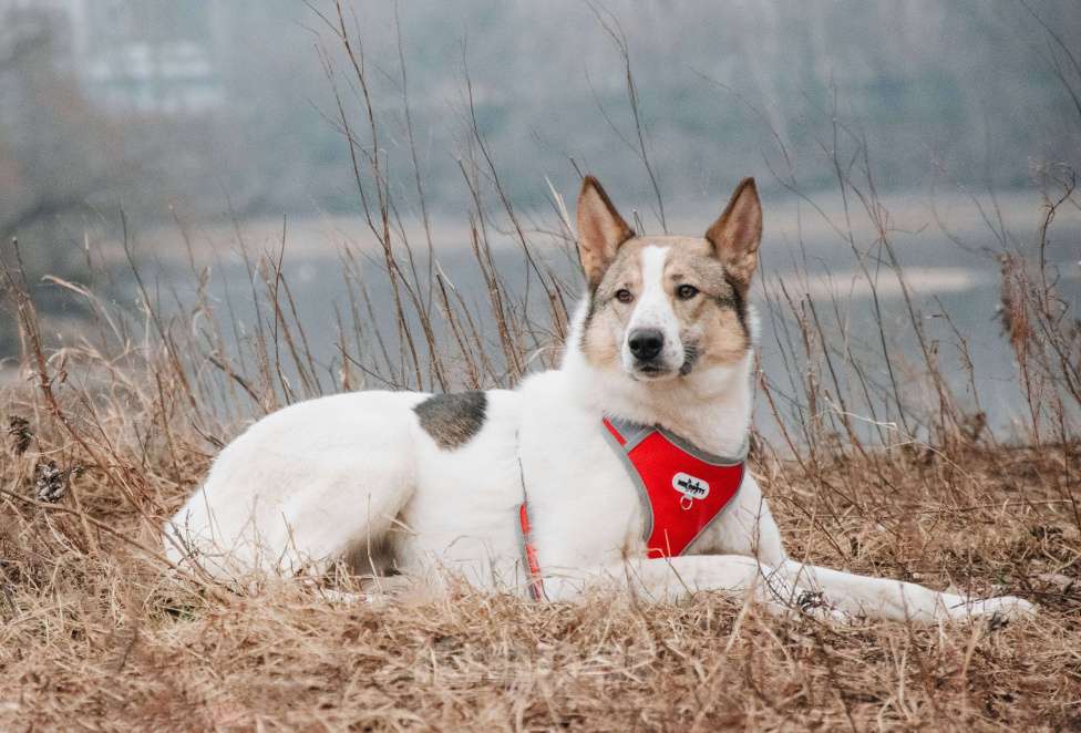 Собаки в Москве: Миндаль - для того, кто хочет помочь Мальчик, Бесплатно - фото 9