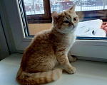 Кошки в Мытищах: Котята шотладнцы Девочка, 10 000 руб. - фото 2