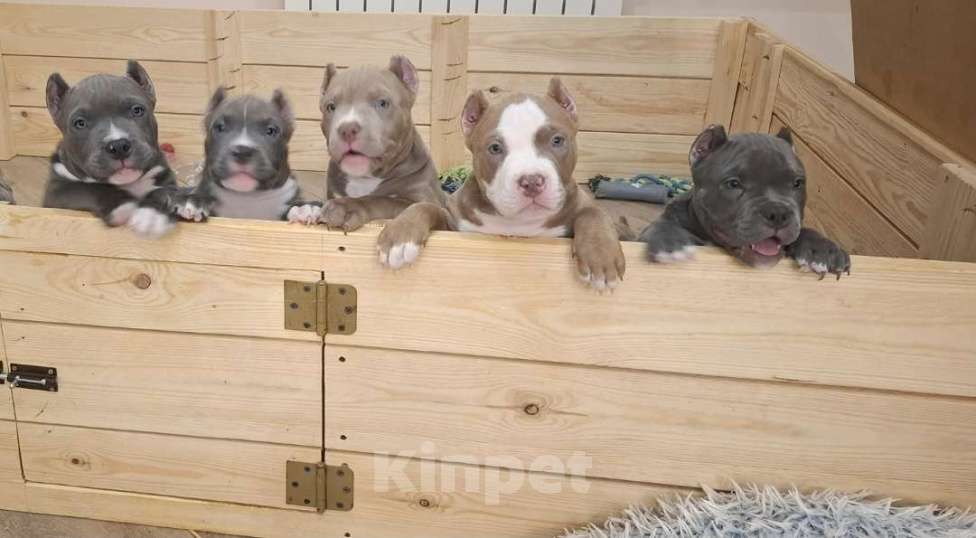 Собаки в Балашихе: Американские булли Разнополые, 70 000 руб. - фото 5