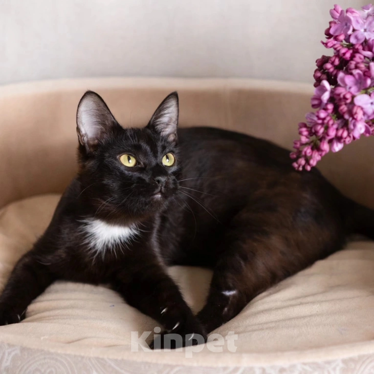 Кошки в Москве: Спасите Чичу из бабкиной квартиры Девочка, Бесплатно - фото 5