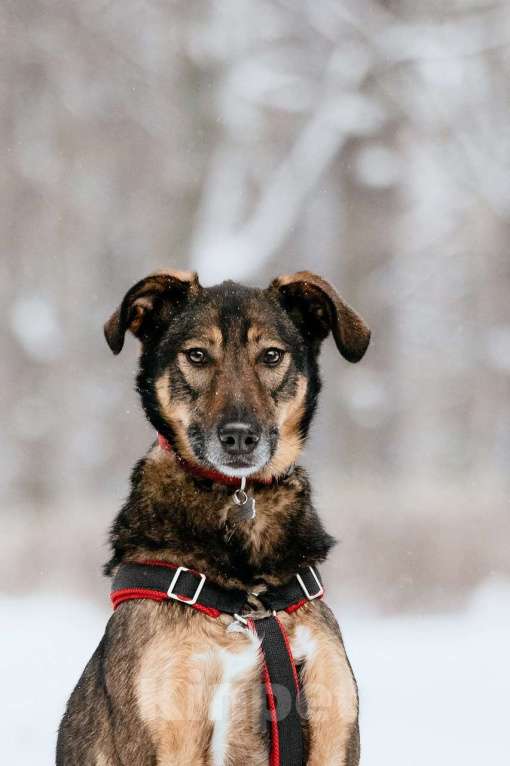 Собаки в Москве: Очаровательная Джума ищет дом Девочка, Бесплатно - фото 1