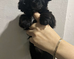 Собаки в Самаре: Черненький Йорик мини Мальчик, 30 000 руб. - фото 1