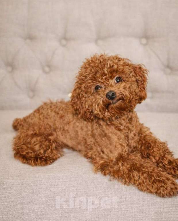 Собаки в Москве: Тедди пудель Мальчик, Бесплатно - фото 1