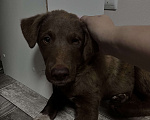 Собаки в Тольятти: Отдам щенка в добрые руки  Мальчик, Бесплатно - фото 2