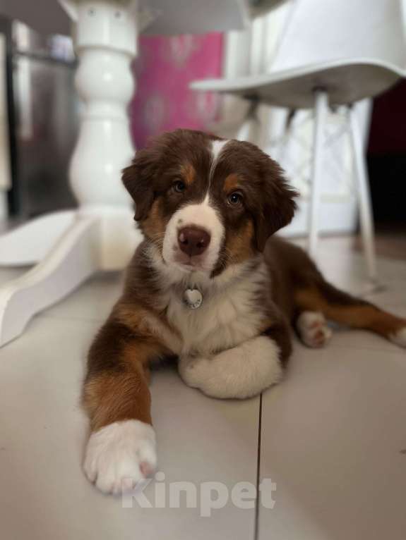 Собаки в Екатеринбурге: Мальчик красный триколор Мальчик, Бесплатно - фото 6