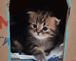 Кошки в Щелково: Шотландский вислоухий котёнок Мальчик, 20 000 руб. - фото 6