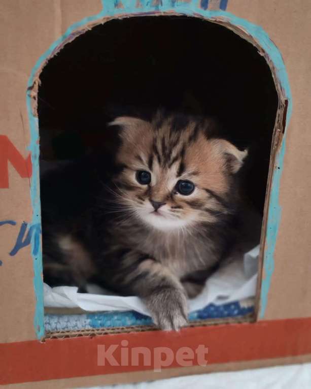 Кошки в Щелково: Шотландский вислоухий котёнок Мальчик, 20 000 руб. - фото 6