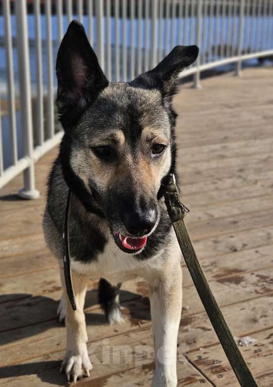 Собаки в Казани: Лайка с овчаркой Девочка, Бесплатно - фото 6