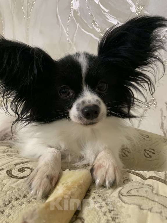 Собаки в Краснодаре: Девочка папийон Девочка, Бесплатно - фото 4