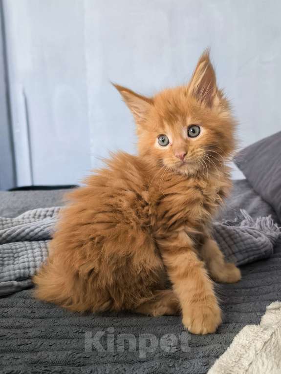 Кошки в Москве: Кот мейн-кун , красный  Мальчик, 75 000 руб. - фото 3