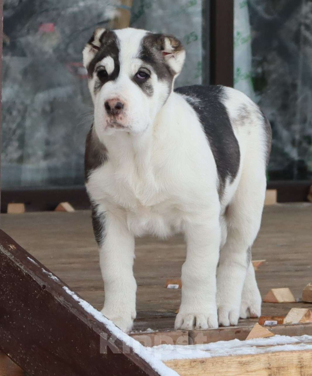 Собаки в Краснодаре: Щенок САО Мальчик, 40 000 руб. - фото 2