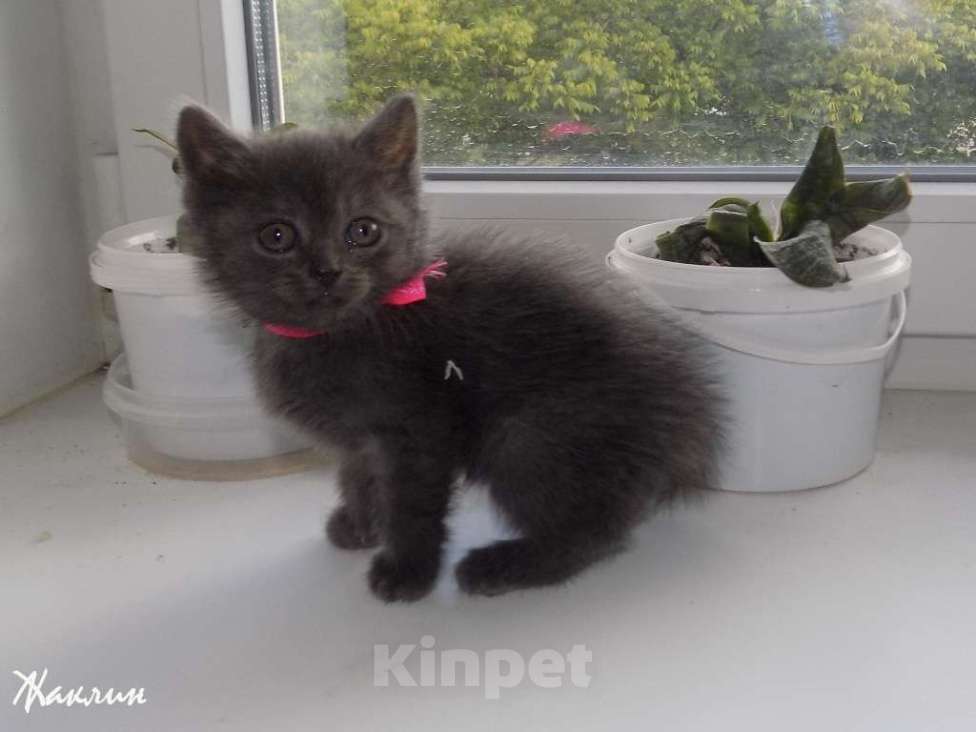 Кошки в Москве: Котята породы Шартрез Девочка, 10 000 руб. - фото 8