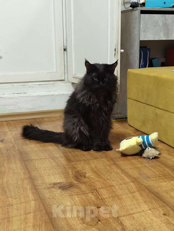 Кошки в Лобне: Независимый мейн-кун в дар Мальчик, Бесплатно - фото 4