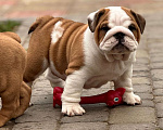 Собаки в Нижнем Новгороде: Английский бульдог  Мальчик, 120 000 руб. - фото 1