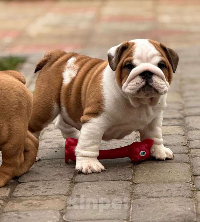 Собаки в Нижнем Новгороде: Английский бульдог  Мальчик, 120 000 руб. - фото 1