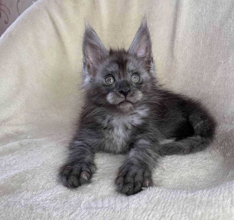 Кошки в Дмитрове: Черный дымчатый мальчик мейн кун Мальчик, 50 000 руб. - фото 3