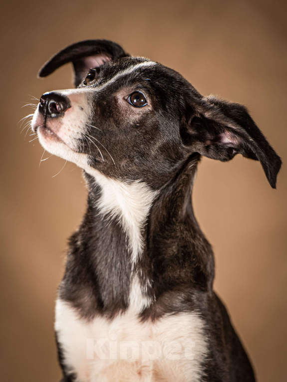 Собаки в Клине: Нуара – контактная и ласковая обаяшка Девочка, Бесплатно - фото 7