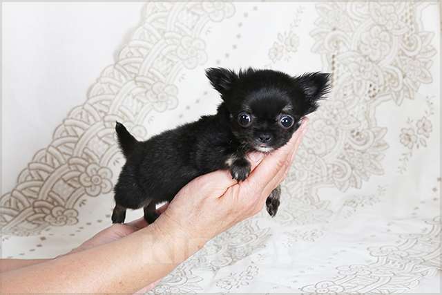 Собаки в Люберцах: МИНИ чихуахуа Мальчик, Бесплатно - фото 4