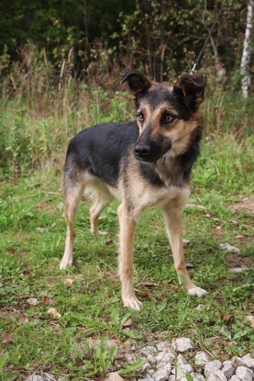 Собаки в Москве: Эмма. Нежнейшее создание Девочка, 1 руб. - фото 2