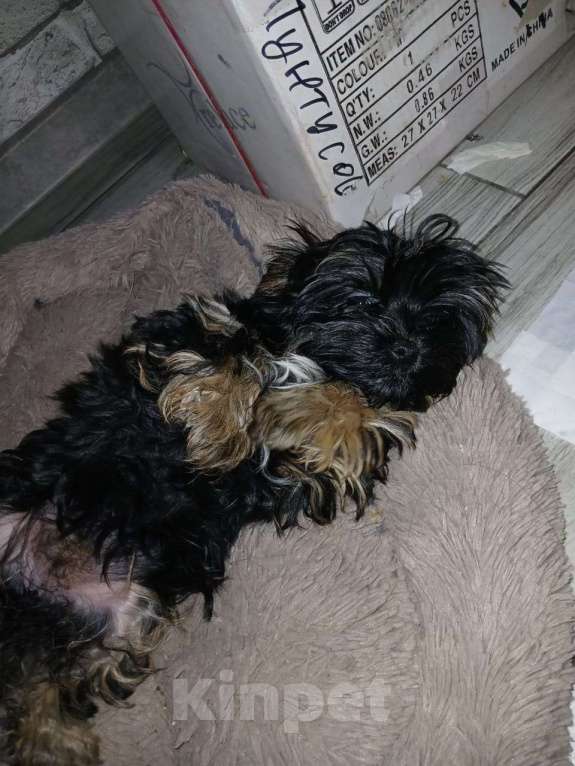 Собаки в Иркутске: Продам щенка йоркширского терьера Девочка, 20 000 руб. - фото 3