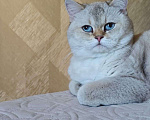 Кошки в Тюмени: Отдам британскую шиншиллу Девочка, Бесплатно - фото 1
