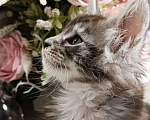 Кошки в Воронеже: Красивый мальчик, котенок Мейн кун Мальчик, 25 000 руб. - фото 1