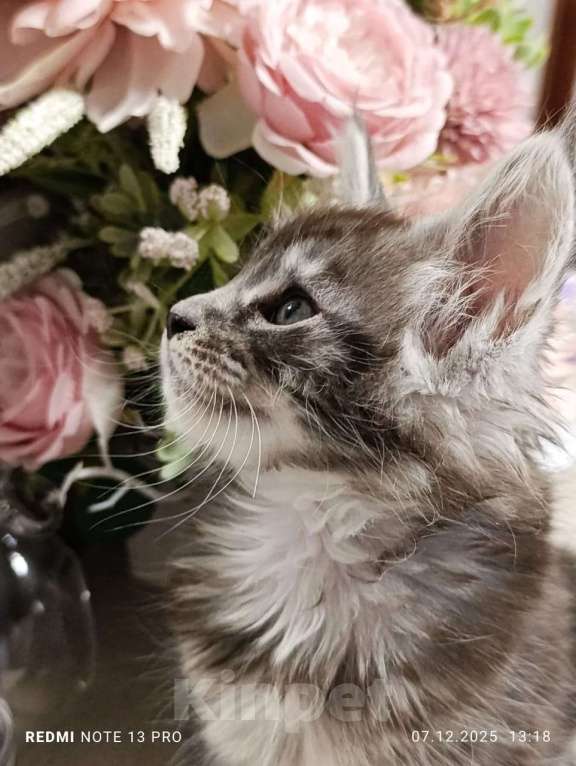 Кошки в Воронеже: Красивый мальчик, котенок Мейн кун Мальчик, 25 000 руб. - фото 1