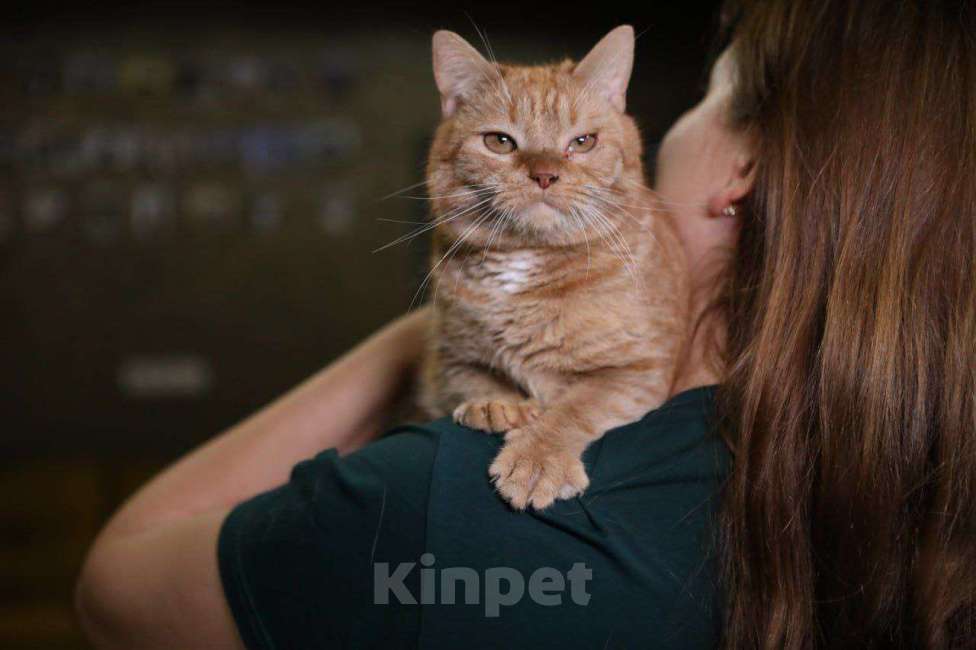 Кошки в Москве: Котик в добрые руки Мальчик, Бесплатно - фото 1