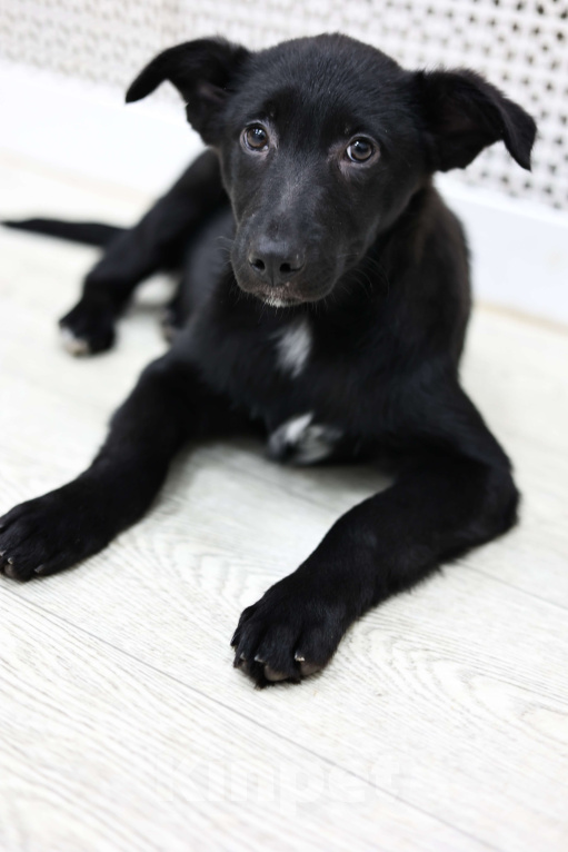 Собаки в Москве: Щенки бесплатно в Москве Девочка, Бесплатно - фото 1