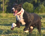 Собаки в Рязани: Зита - метис дратхаара. Девочка, Бесплатно - фото 2
